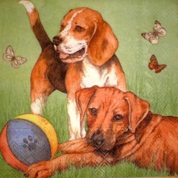 047 Hunde (47)